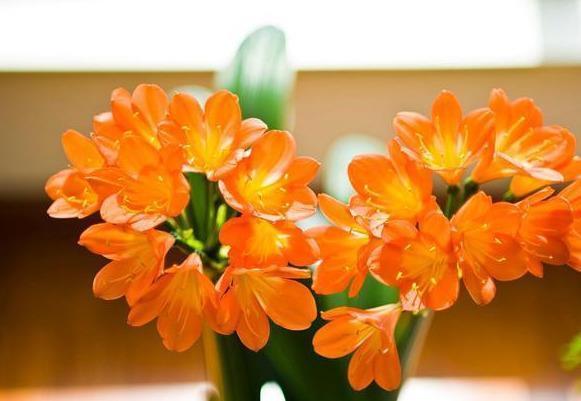 夏季养君子兰,这3个“禁区”别触碰,保证度夏无忧,轻松爆盆