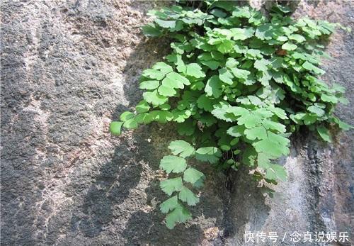 这3种花“脾气”硬，给点水就长新枝，养在石头上还能开花