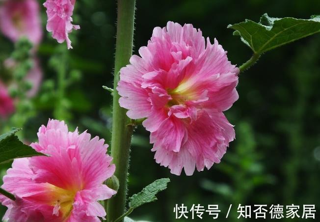 适应能力|零下20度冻不死的花草清单，种在北方小院，可多年赏花