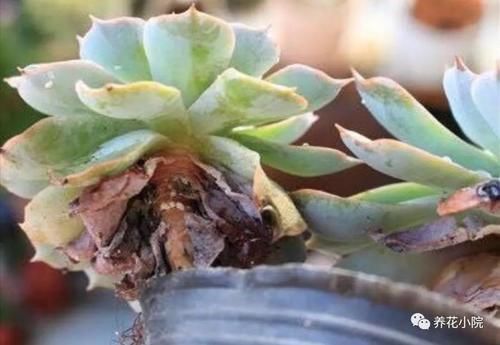 夏天到了,养多肉别犯“3种错误”,否则最后只剩空花盆