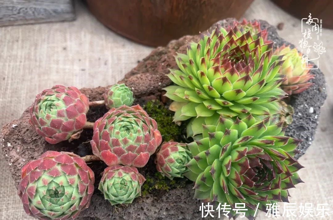 框子|这多肉拼盘这么仙!如何制作达人手把手教你制作长生草拼盘!