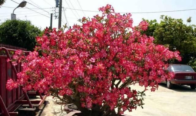 养花就要养它,只要开花就是200以上,绝对最美风景线