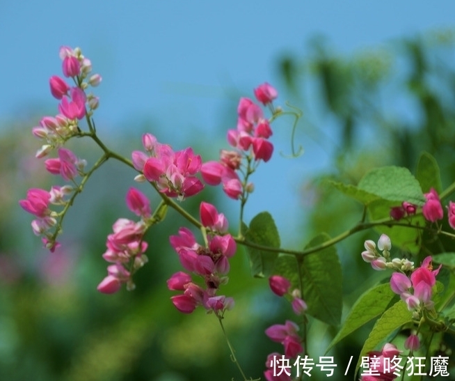 墨哥|此花是“蔓藤植物皇后”,粉色精致而可爱,是两人之间爱的链接