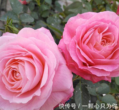 最值得入手的月季,海神王阳台