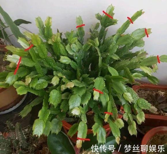 君子兰|老花农1句话，茶花养的花大叶绿，比看书还长知识！