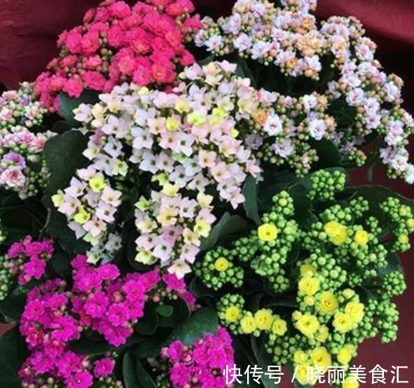 立冬之后养长寿花，赶紧安排2件事，过60天开花爆盆，美极了