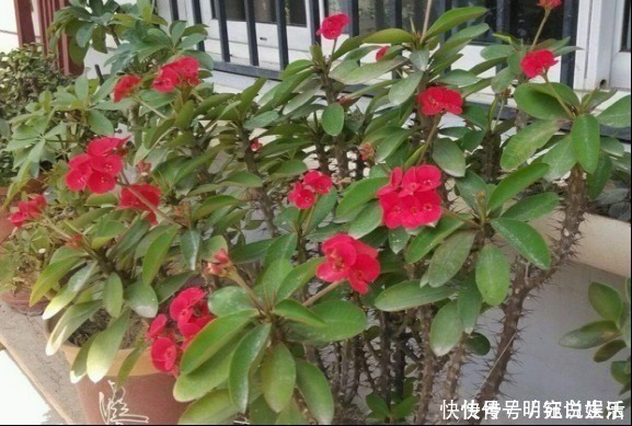 花卉|越来越多人养花不养绿萝了，如今都流行这种花，好看又旺财！