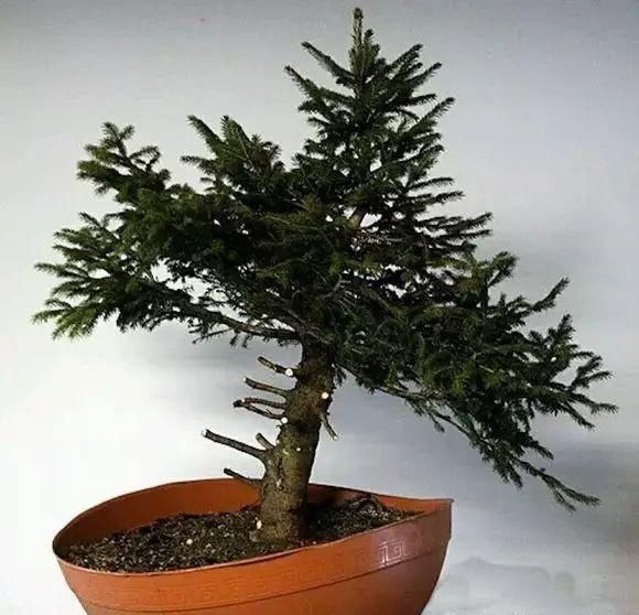 看到这些盆景以前的样子,我也是服了