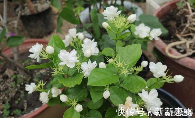 磷钾肥料|茉莉花养护“小诀窍”,小苗变大树,枝叶繁茂开花多,就差这几步