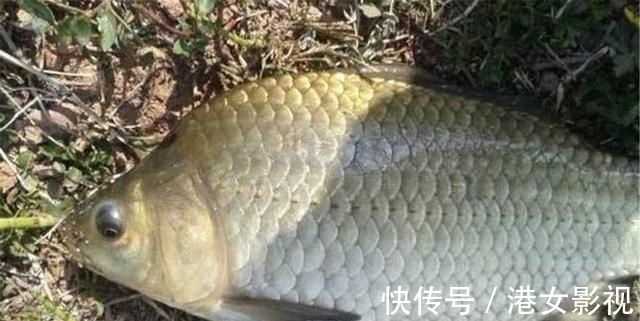 鱼星|秋冬季节传统钓,打窝后不要立刻下竿,这说法靠谱吗