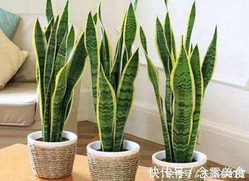 发财树|天热了,4种花不适合“富养”,少肥少水才能安全度夏,长得健壮