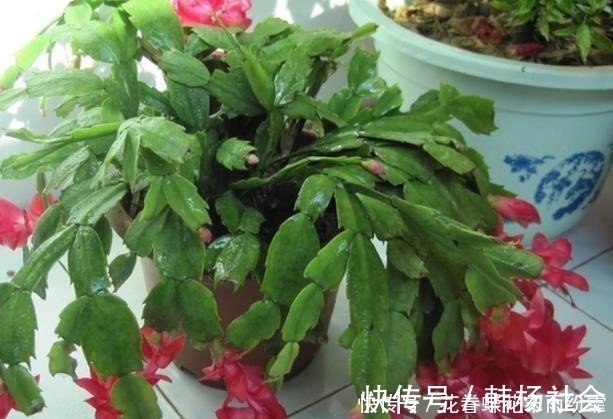 蟹爪兰|爷爷养蟹爪兰，20天长成“胖墩”，学会3个秘诀，比施肥奏效！