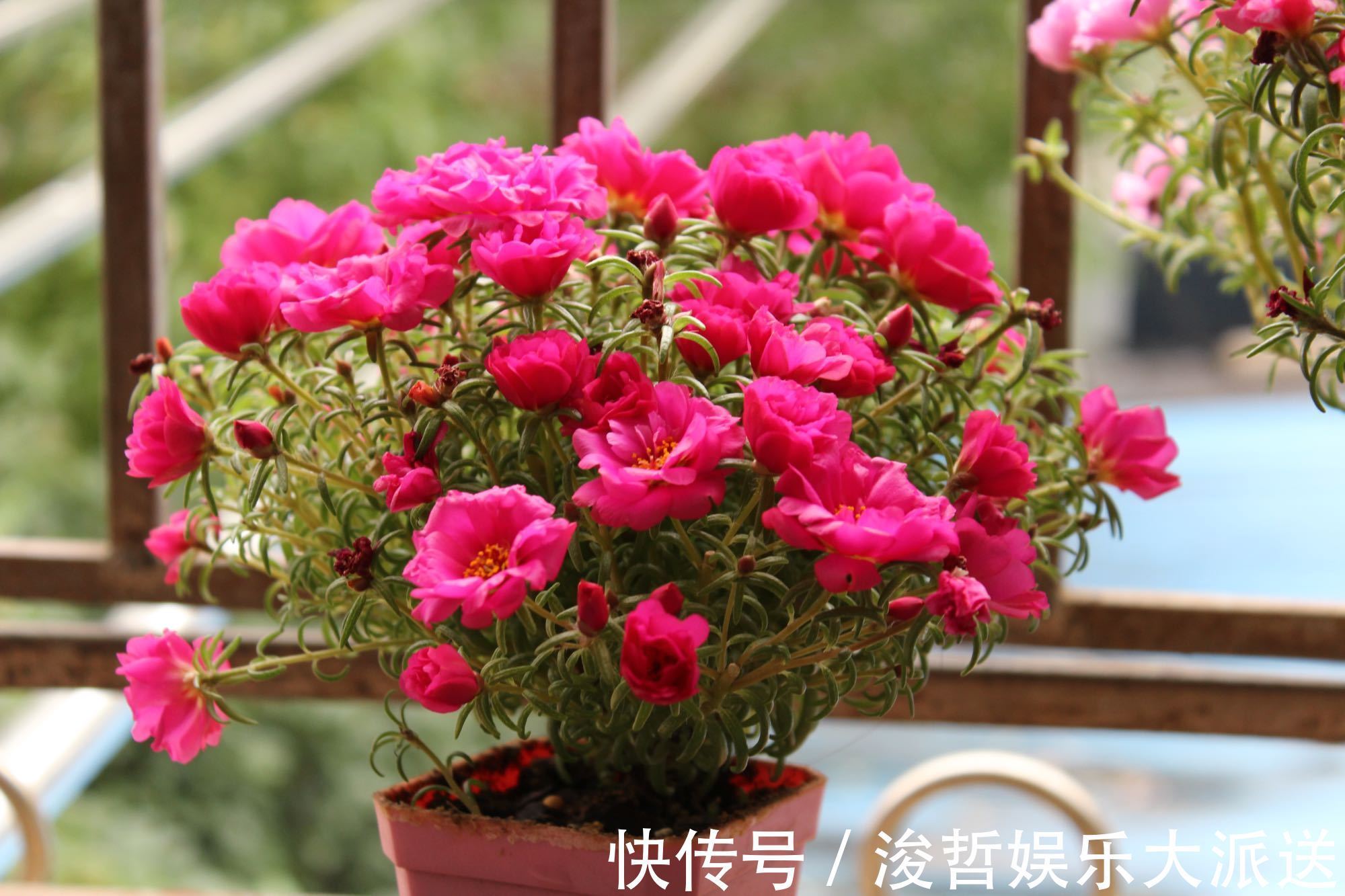 漂亮|最好养的花,丢土里就能活,漂亮似牡丹,全年开花爆盆,值得拥有