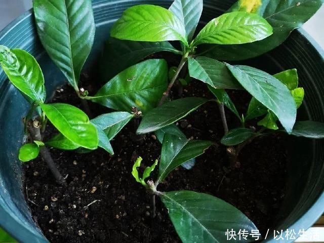 6月，最适合扦插的花，一插就活，大白根冒疯了