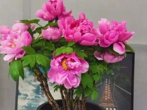 4种富贵花,开花漂亮,养上一盆四季欣赏,好养活还不贵