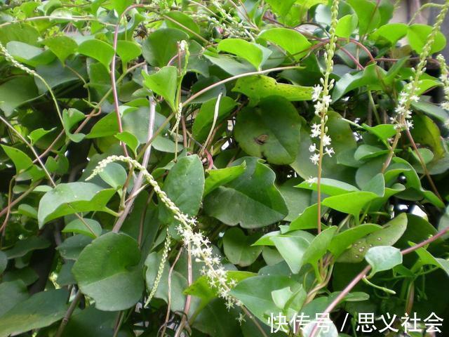 药用价值|外来物落葵薯，曾是人们讨厌的杂草，如今成餐桌美味大受欢迎