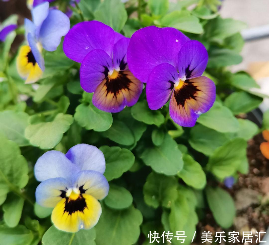 浇水|入冬修剪,这9种花,剪错不开花、杆子会枯死