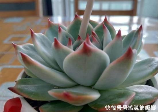 浇水|多肉界的吉娃娃,一浇水就变成大饼脸,真是气死了