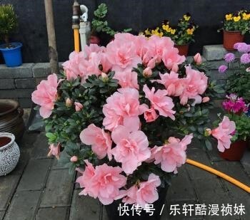 8种“洋气花”,天冷别喷水,不然黄叶、掉花苞,越养越难看