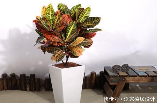  出问题|养不好开花植物就养它，只要掌握技巧，叶片五颜六色，比花还好看