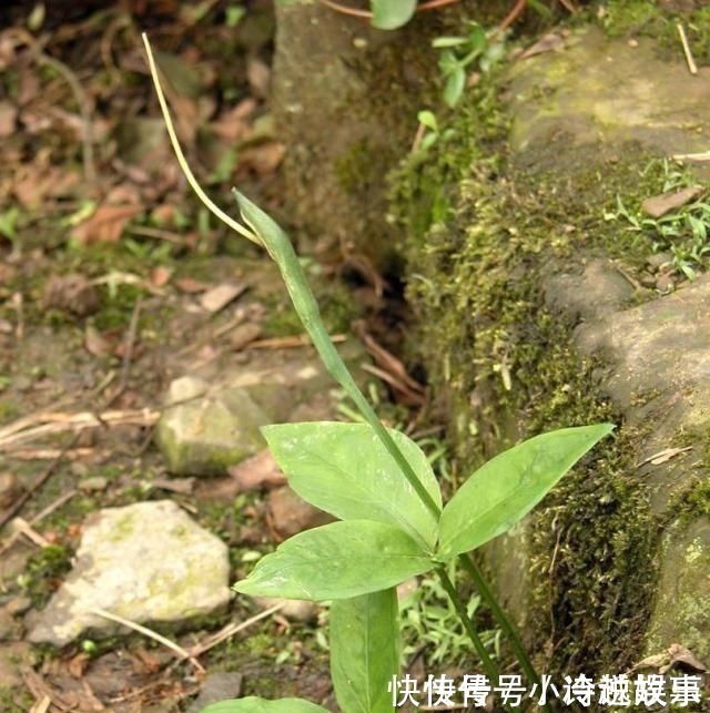 生物酶|这野草，农村常见，一斤却卖到了几百元，若再遇见，请重视