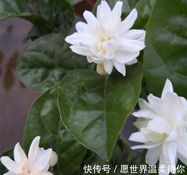水杨酸|扦插茉莉生根慢?不妨用这“2种神水”,10天就生根,根系撑破盆