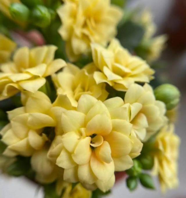 花色|75个长寿花品种,一个比一个美,一起来认识一下吧!