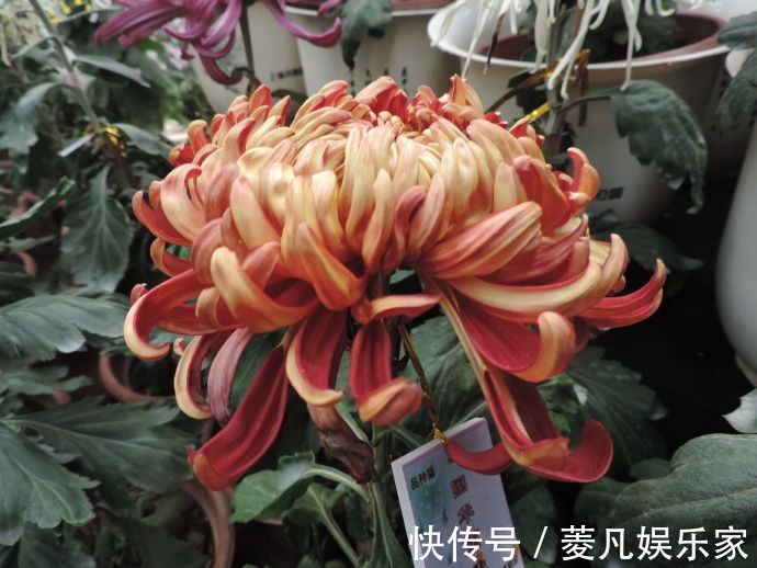 喜欢菊花,首选“国华系列”国华雨露,似菩萨宝座,雍容端庄