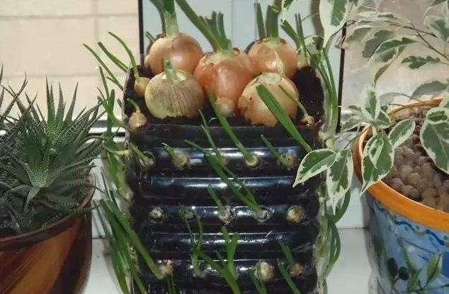 “空油桶”拿来养蒜苗,简单种植,1毛钱不用花,1年收获90斤