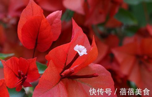 这五种花，南方花友随便挑，一年四季花开不断