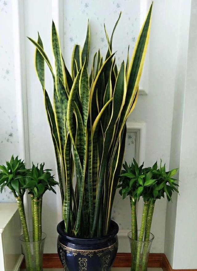 6种花净化空气效果好,放卧室特养人,睡得还香!