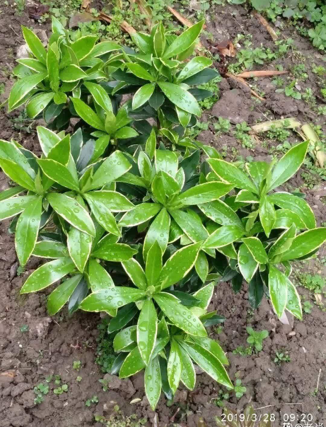 蝴蝶兰开花不是一次性，花后剪一剪，还能继续开花