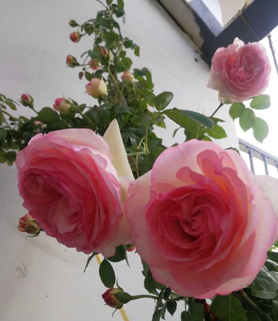 花友都喜欢的月季品种,龙沙宝石,适合做花门,冬天也可以养