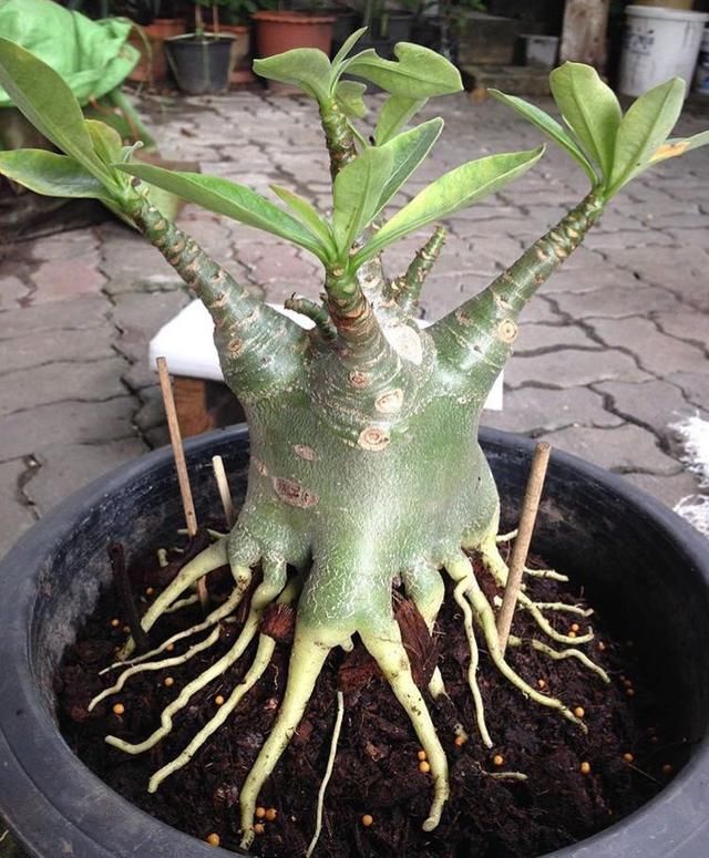 玫瑰|把沙漠玫瑰养成“盆景”,颜值高、价值高,太容易成型了