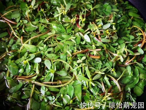 患处|马齿苋捣烂外敷在脸上、身上,能治多种难缠疾病,用过的都说不错