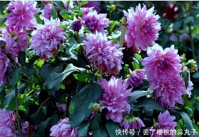 花朵却|自己种大丽花,掌握好方法,一朵花就会非常的美丽,非常的壮观