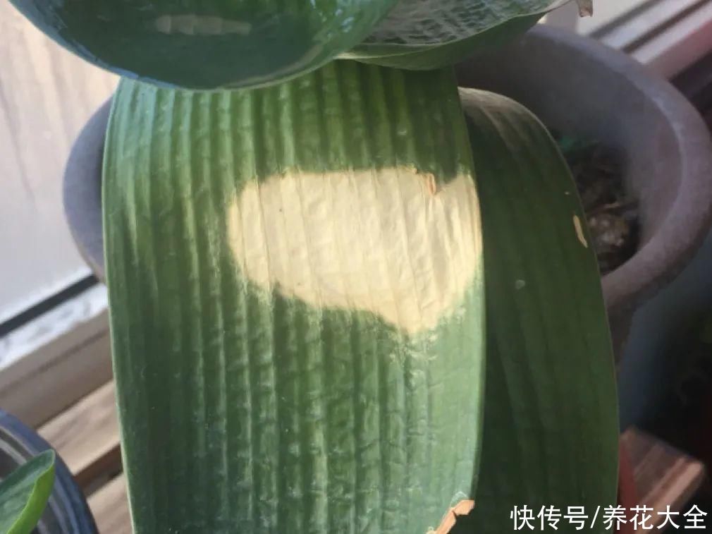 最怕晒的10种花，赶快搬进屋，否则会死掉