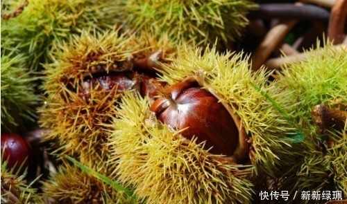 原来板栗壳难剥是用错水，学会这个方法，去皮干净不伤手