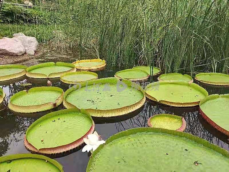 王莲|紫荆山公园上演“今夜不寂寞”不少市民深夜来访都是因为它