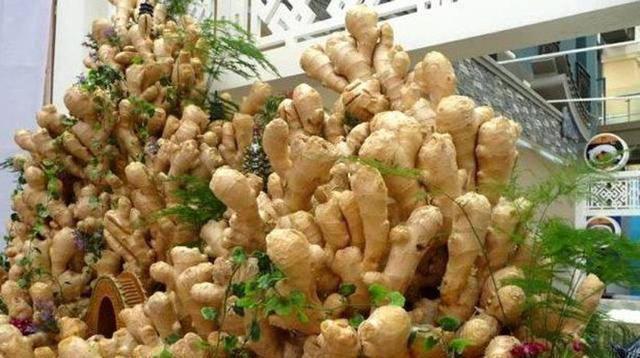 1块生姜放盆里,长出一片姜,只用了1个方法,2年都吃不完