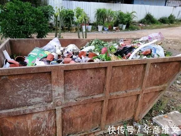 修剪|路边被人丢掉的名贵花,丢人也要捡,种盆里就开花