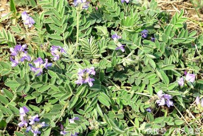 咳嗽|农村路边无人问津的野草,能清热解毒,治咳嗽,降火气,你认识吗