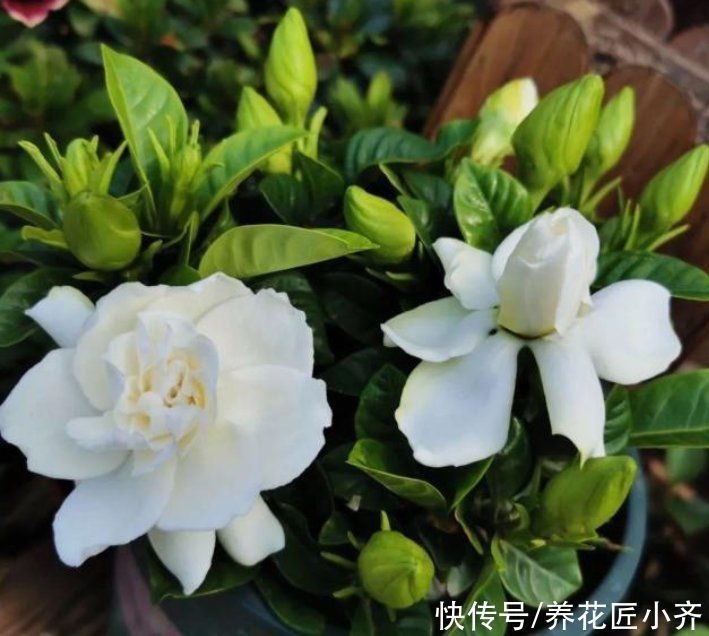 天热|立夏以后养着这5种花,天热不能缺水,否则容易出问题,很难恢复