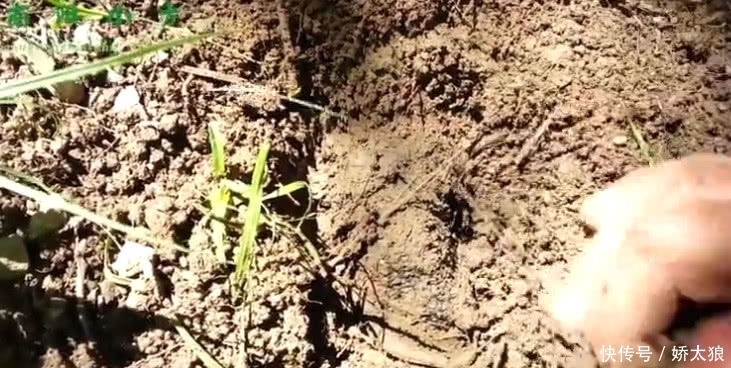 山里這種藥材形似“泥巴”,農(nóng)村人見了不理睬,外面一斤5百元