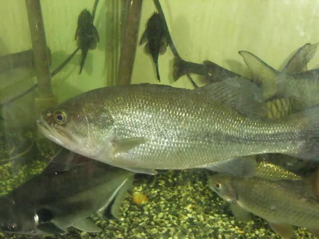 最常见的50种食用鱼，别再说你不认识，好好看看，你认识几种