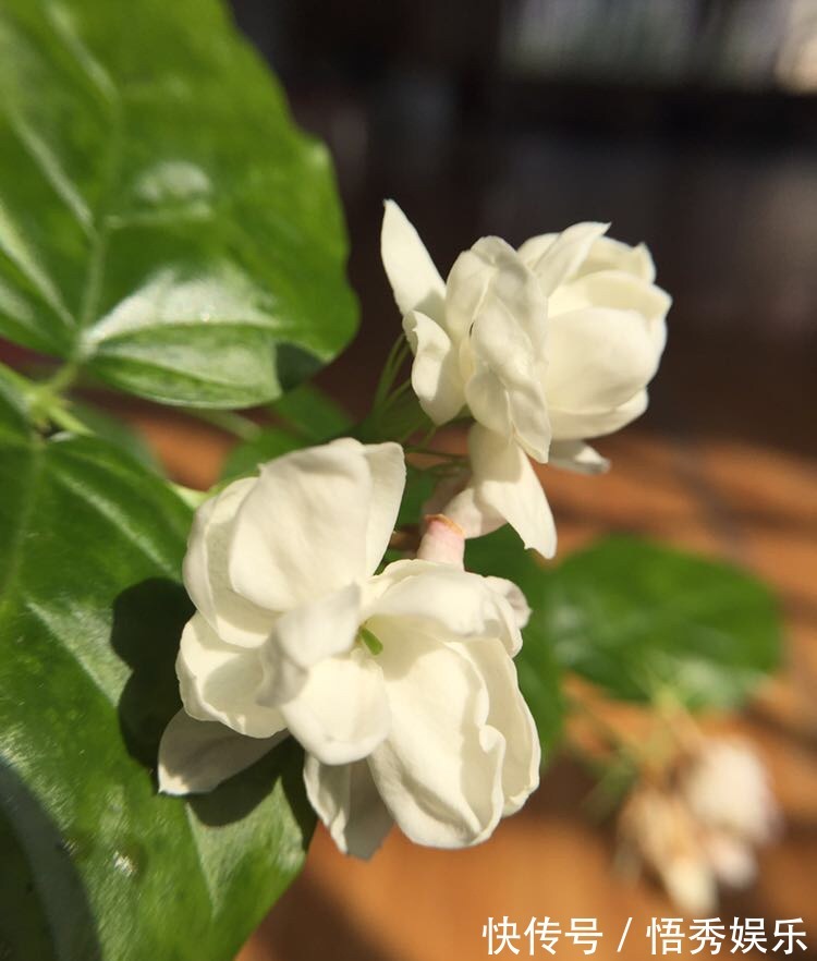 养茉莉，做好“三勤一懒”，茉莉呼呼冒花苞，开花开到深秋去！