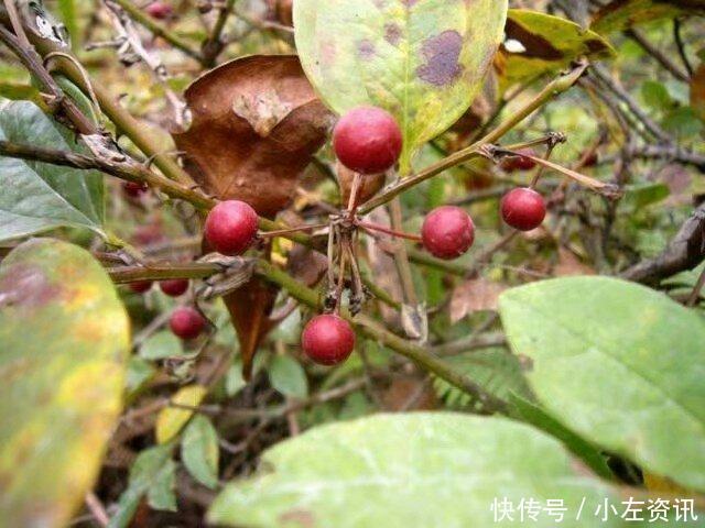 风湿骨痛|农村娃吃到吐的一种野果,没想到是风湿骨痛的克星!