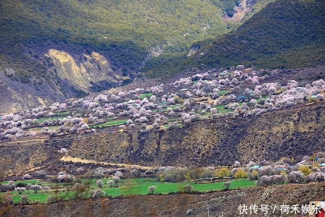 波密桃花开当桃花与雪山相遇，便成为云上仙境