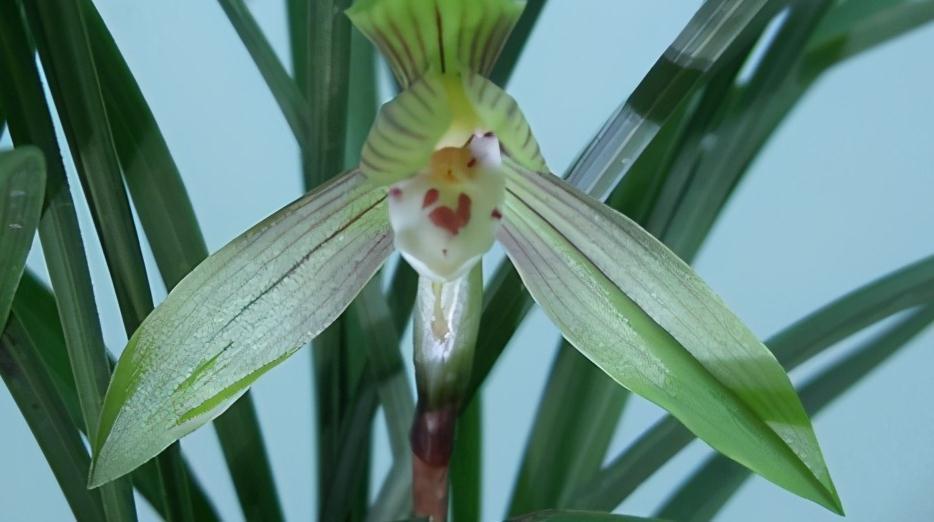 兰花3大配土方法,第三个,超养根