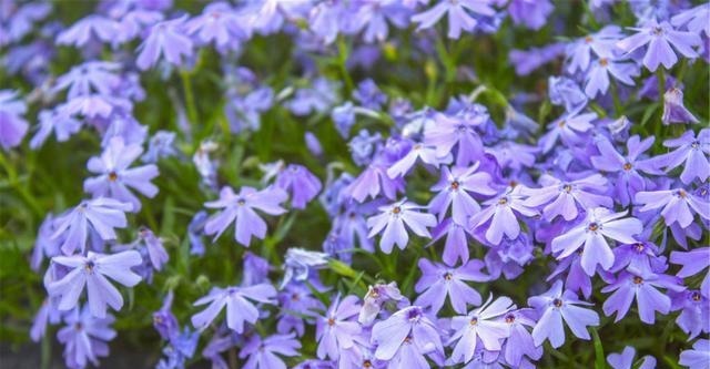 儿女|《英雄儿女》一部电影、一首插曲,一段抗美援朝的历史记忆